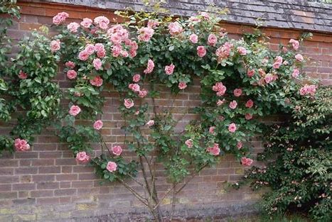 How And When To Prune Roses